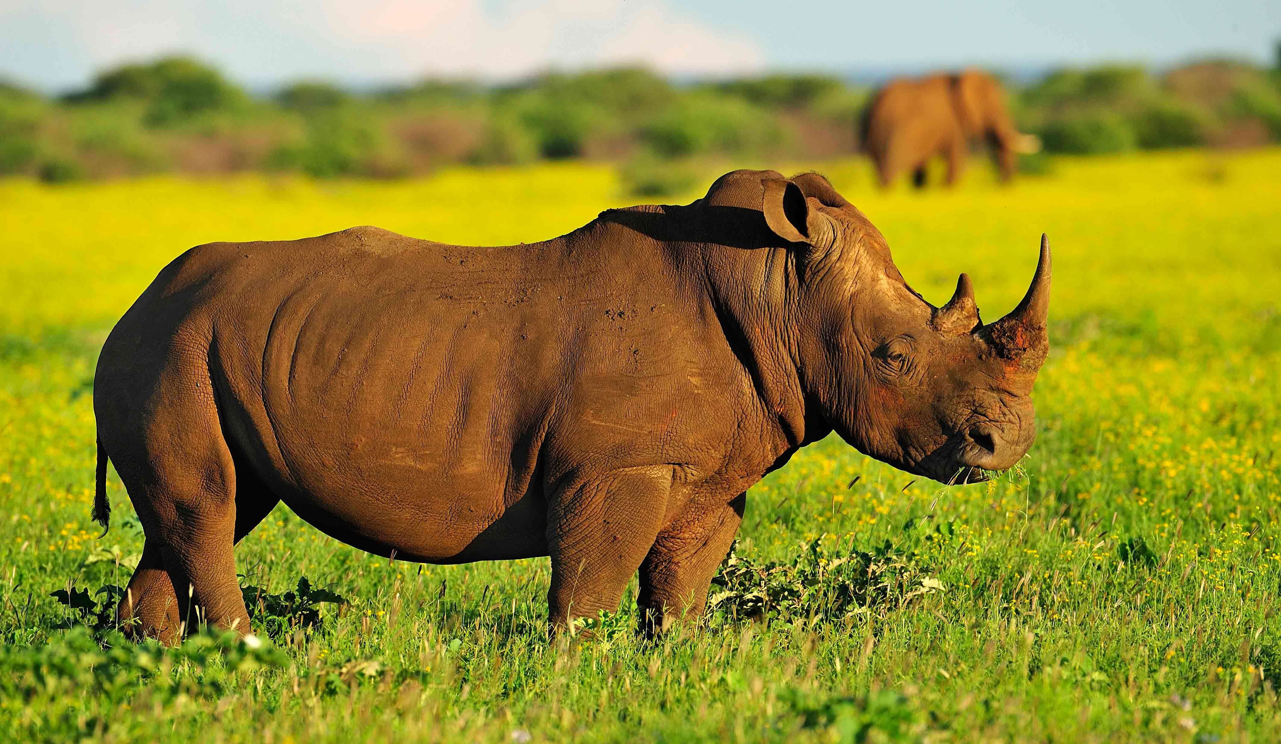 rhino environment files download